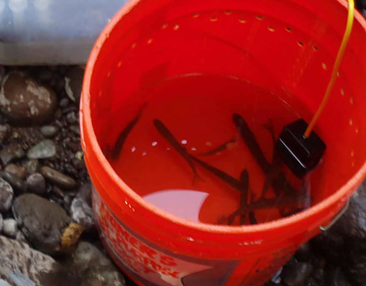 Red bucket with small bait.
